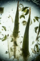 Polytrichastrum alpinum