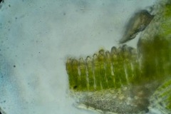Polytrichastrum alpinum