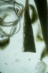 Polytrichastrum alpinum