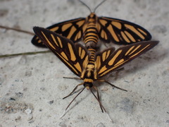 Amata huebneri