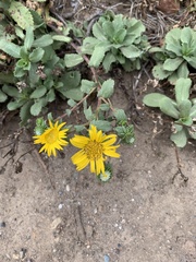 Grindelia stricta