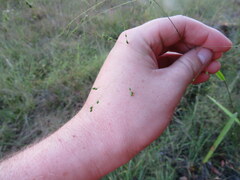 Kellochloa verrucosa