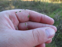 Kellochloa verrucosa