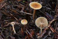 Deconica