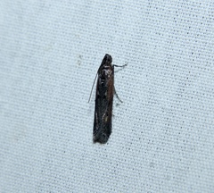 Elasmopalpus lignosella