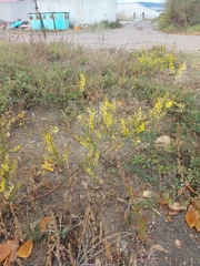 Melilotus officinalis