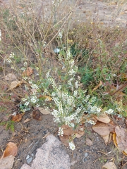 Melilotus albus