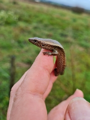 Oligosoma smithi
