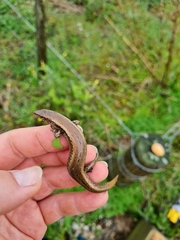 Oligosoma smithi