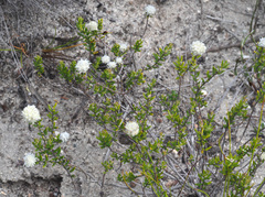 Phyliceae