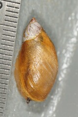 Oxyloma retusum