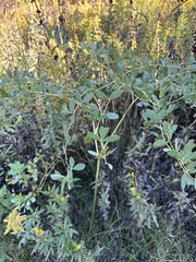 Baptisia alba