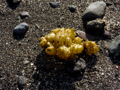 Colpomenia tuberculata