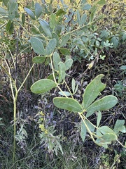 Baptisia alba
