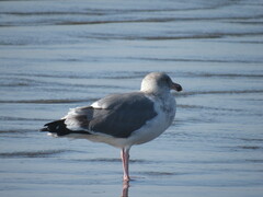 Larus occidentalis