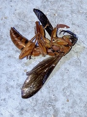 Polistes rubiginosus