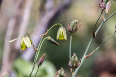 Albuca cooperi