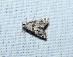 Petrophila jaliscalis
