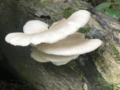 Pleurotus