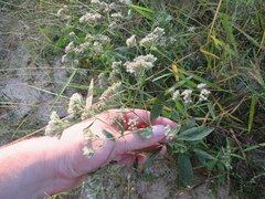 Eupatorium semiserratum