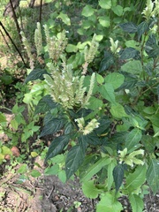 Lepidagathis formosensis