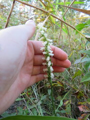 Spiranthes magnicamporum
