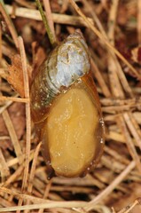 Oxyloma retusum