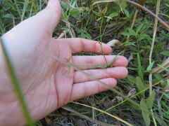 Sabatia campanulata
