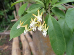 Hoya multiflora