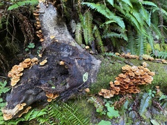 Kuehneromyces mutabilis