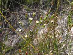 Senecio paniculatus