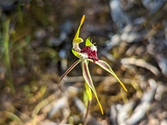 Caladenia verrucosa
