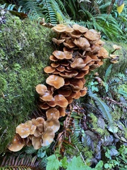 Kuehneromyces mutabilis