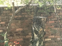 Anaplectes rubriceps