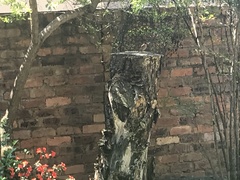 Anaplectes rubriceps