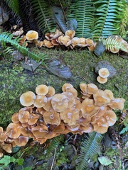 Kuehneromyces mutabilis