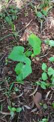 Mikania cordifolia
