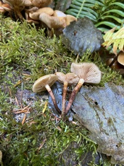 Kuehneromyces mutabilis