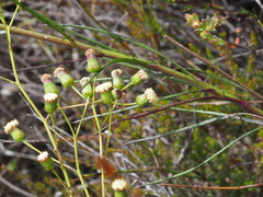 Senecio paniculatus
