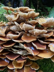 Kuehneromyces mutabilis