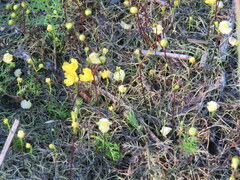 Utricularia gibba