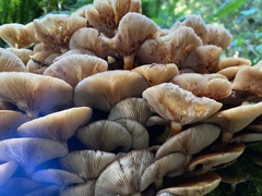 Kuehneromyces mutabilis