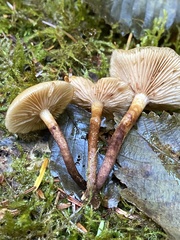 Kuehneromyces mutabilis