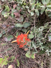 Castilleja litoralis