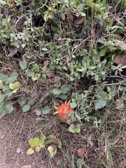 Castilleja litoralis