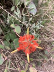 Castilleja litoralis