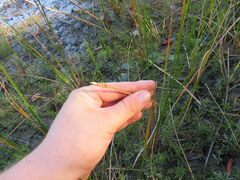 Eleocharis quadrangulata