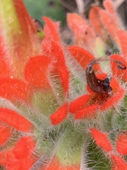 Castilleja litoralis