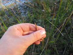 Eleocharis quadrangulata