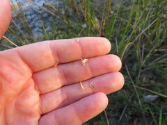 Eleocharis quadrangulata